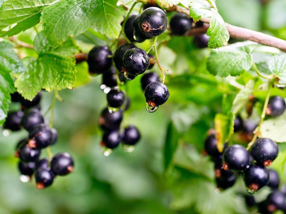 Смородина душистая, лечебная.