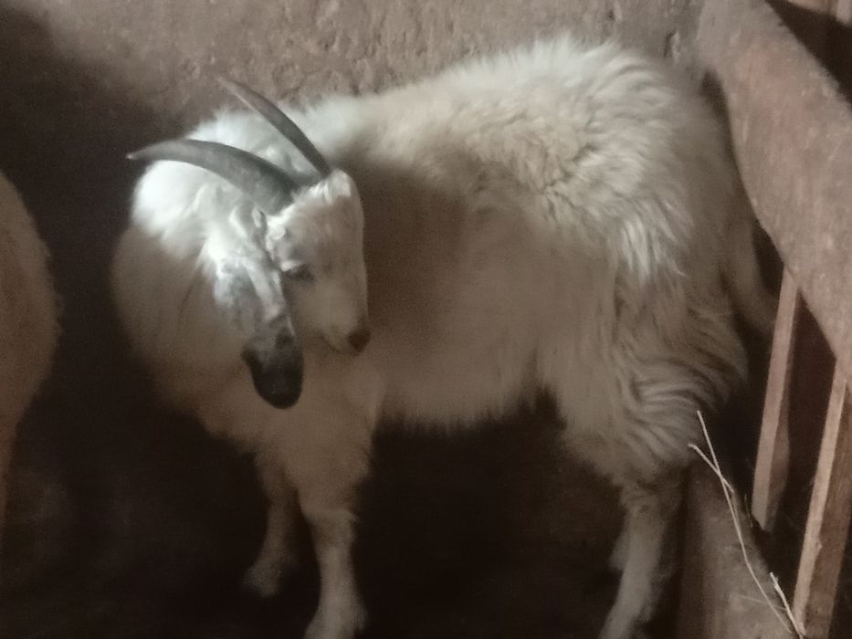 Продам казла козы казлы