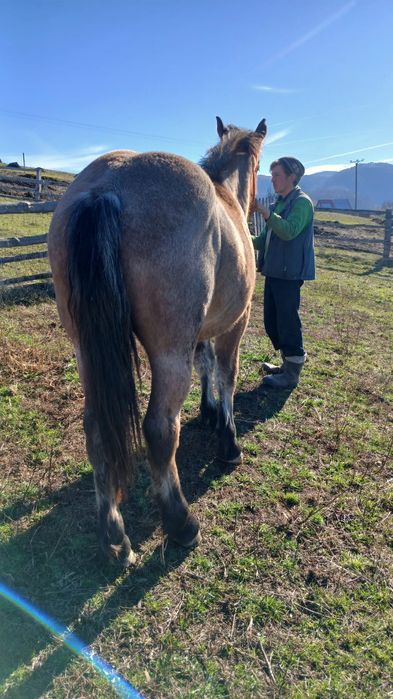 Vând mânză de un an jumate