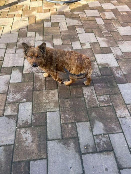 Donez cățelușă  castrată unui stăpân iubitor