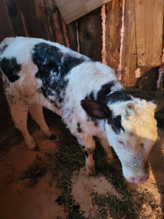 Vand doi vitei unul belgian