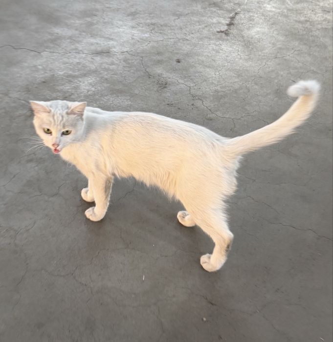Кошка в добрые руки