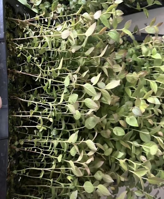 Голубика саженцы оптом