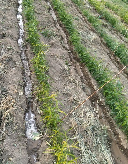 Gladiță (roscove), puieți  anul 1, pentru gard viu