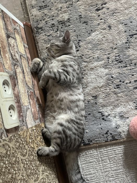 Отдам кота в хорошие руки