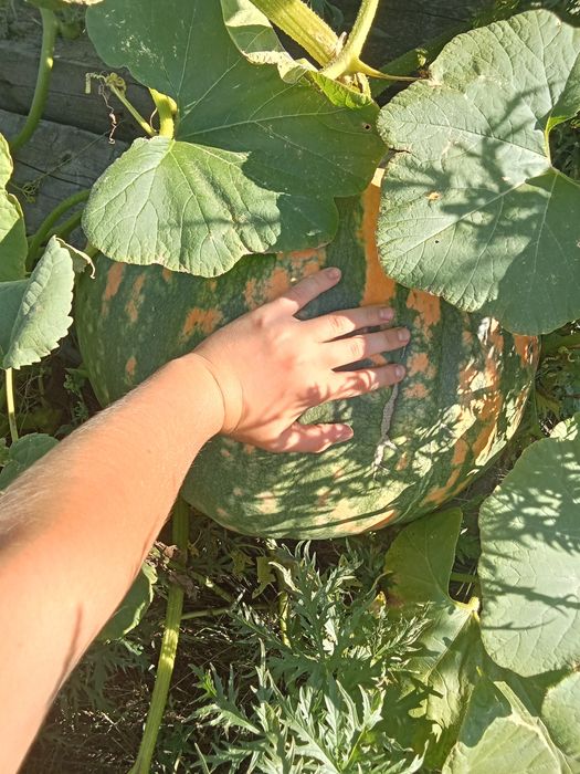 Таква домашняя большая