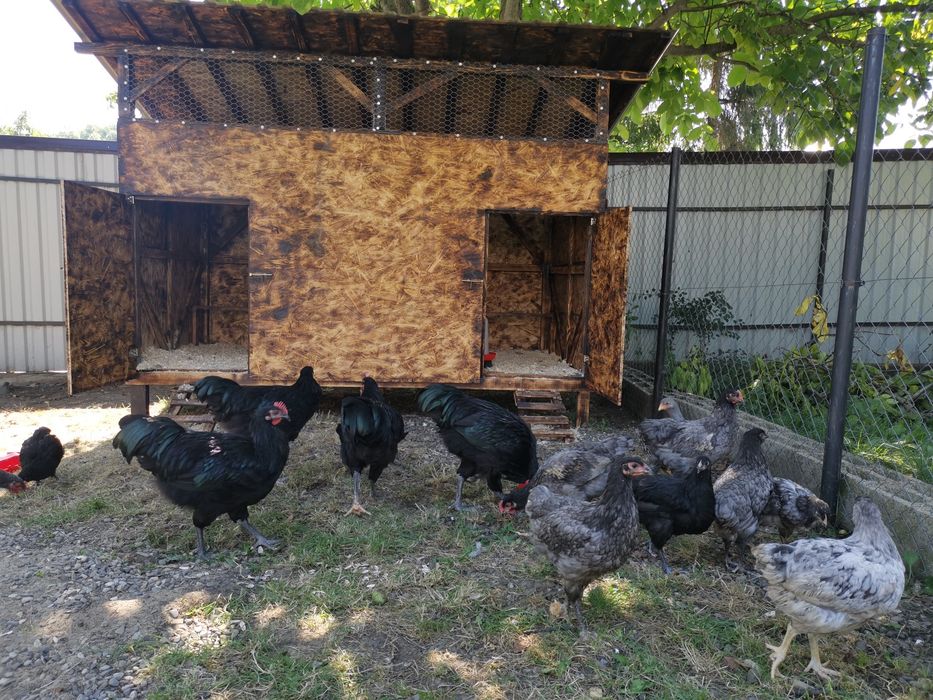 Oua de incubat si pui din  rasa de gaini  Australorp negru si  albastru