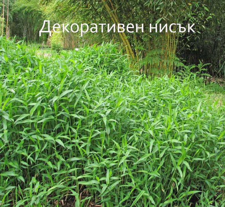 Бамбук студоустойчив София