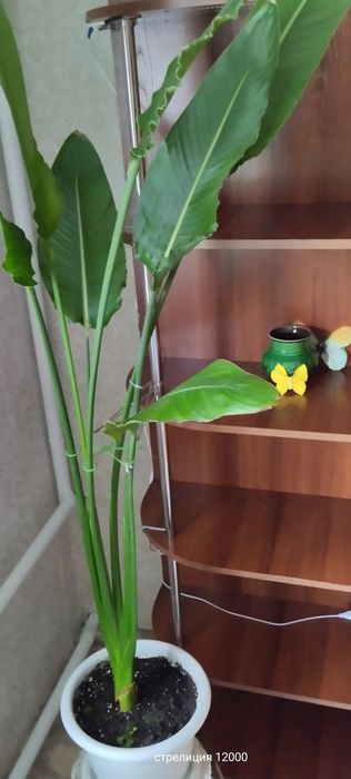 Предлагаю цветы комнатные.