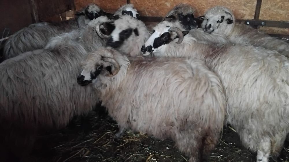 Vand 8 oi cu miel in burta