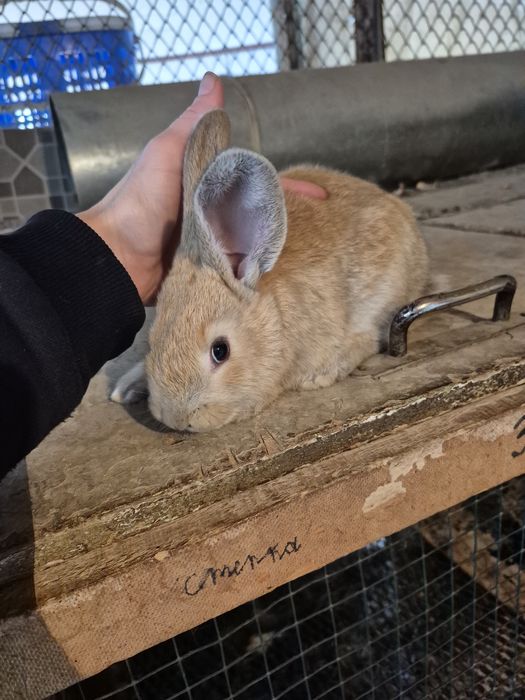 Продаются 1 месячныей крольчата