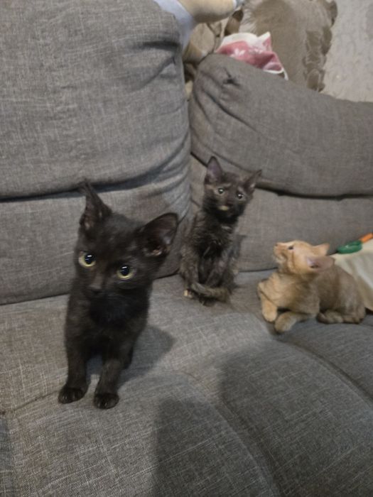 Котята от домашней кошки в добрые руки