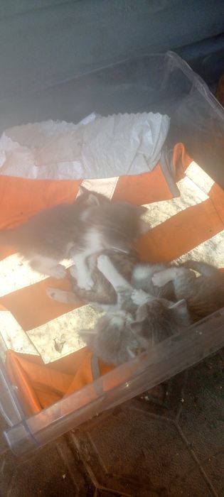 Отдам котят бесплатно