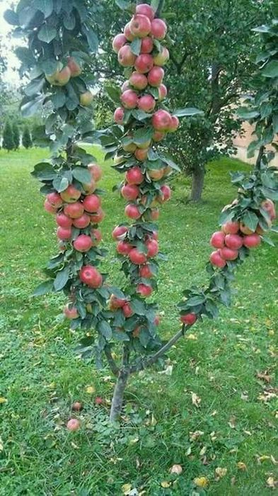 Агро дори Агроном боґбон дехкон