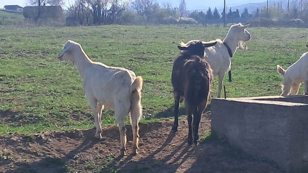Сүтті ешкі сатылады.Лақтарымен