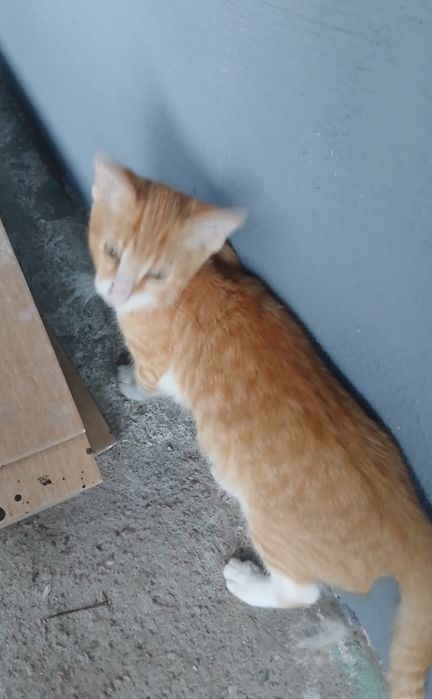 ofer spre adoptie pisic