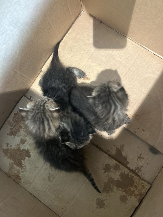 Отдам котят в добрые руки