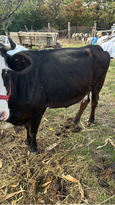 Vand vacă cu vițea