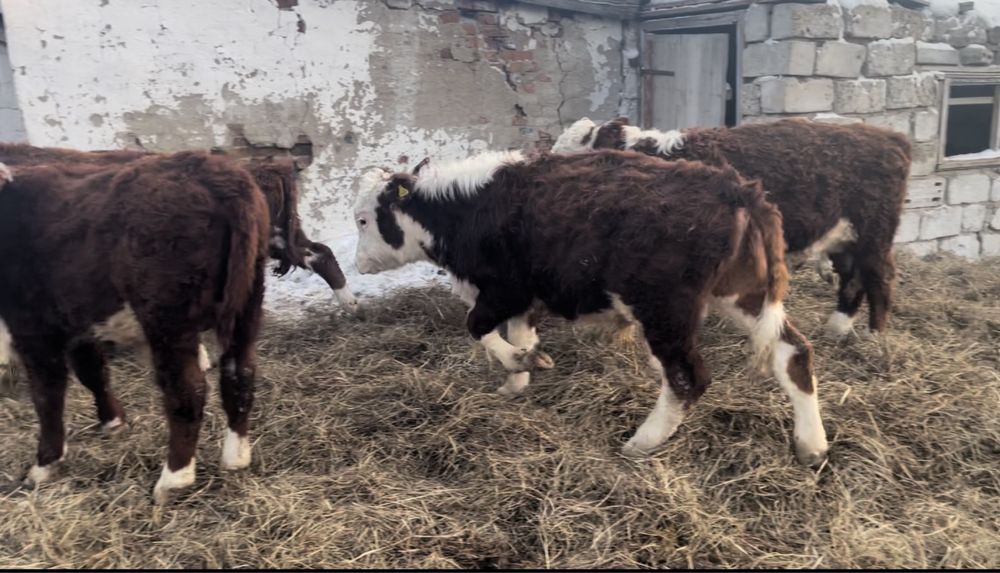 Продам Ақ бас бычки телочки