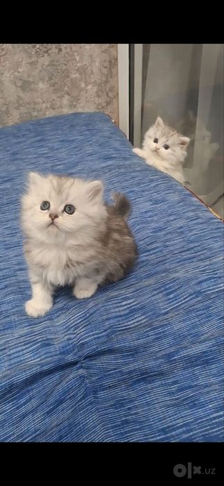 Котята шиншиллового окраса, хайленд