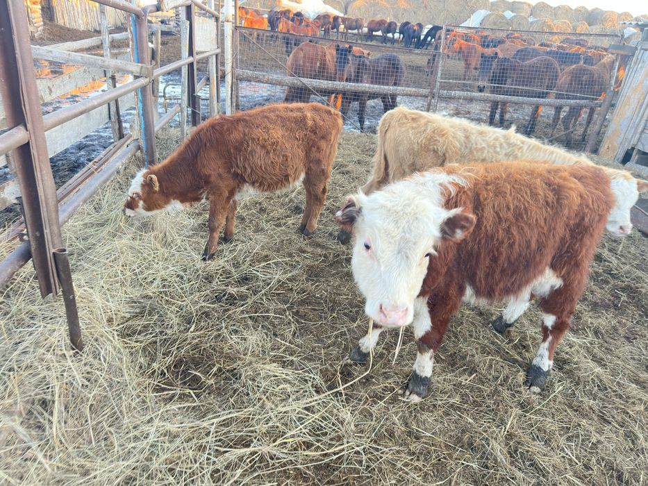 Бычки бык крс бұқа