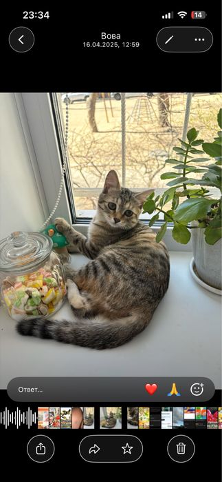 Отдам кошку стерилизованая