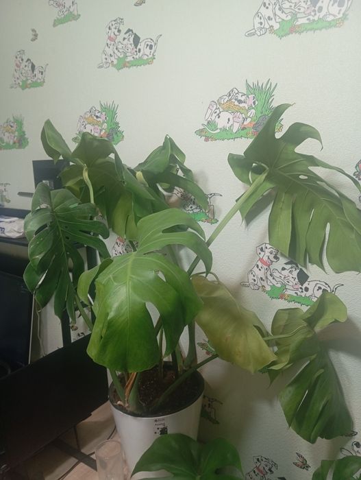 Monstera 3ta bor