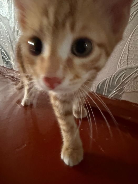 Котята, отдам их даром