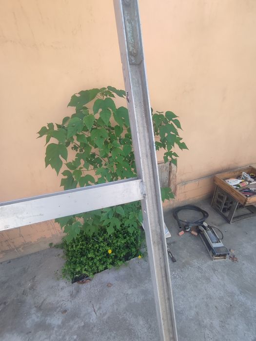 Продам лестницу 3 метра.