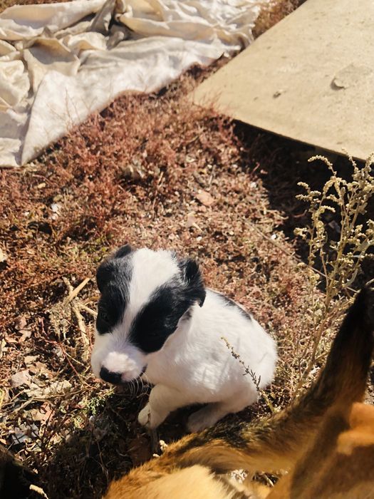 Раздаем шенят город шахтинск