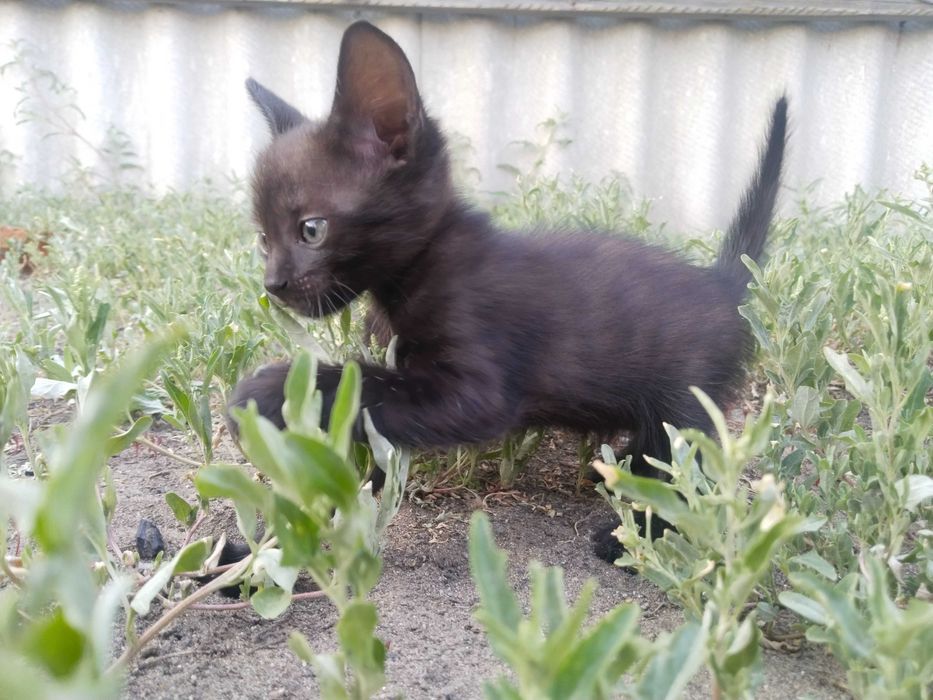 Отдам котят бесплатно
