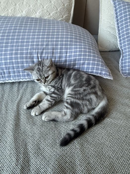 Продам котенка шотланец