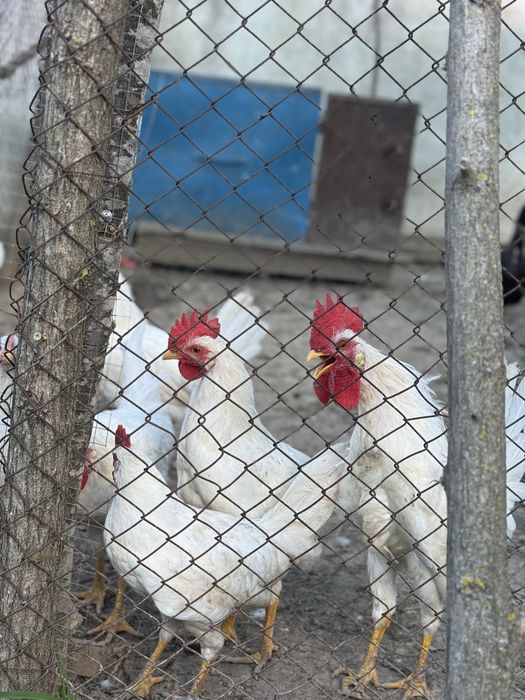петли (White Leghorn ) на по 4 месеца