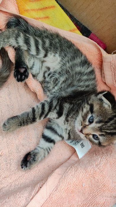 Котенок маленькая девачка