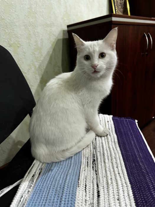 Кот белый в хорошие руки бесплатно