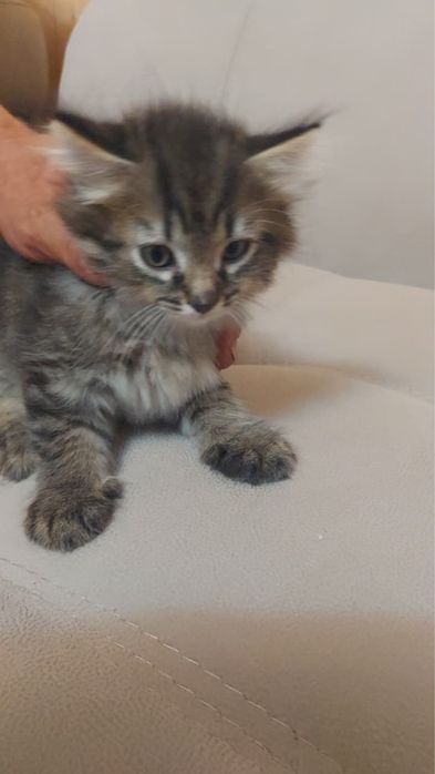 Котята 1,5 месяца
