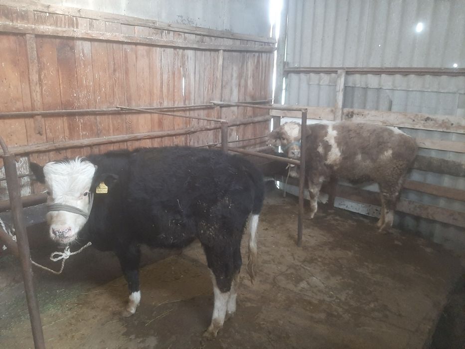 Продам пыков хорошой породы