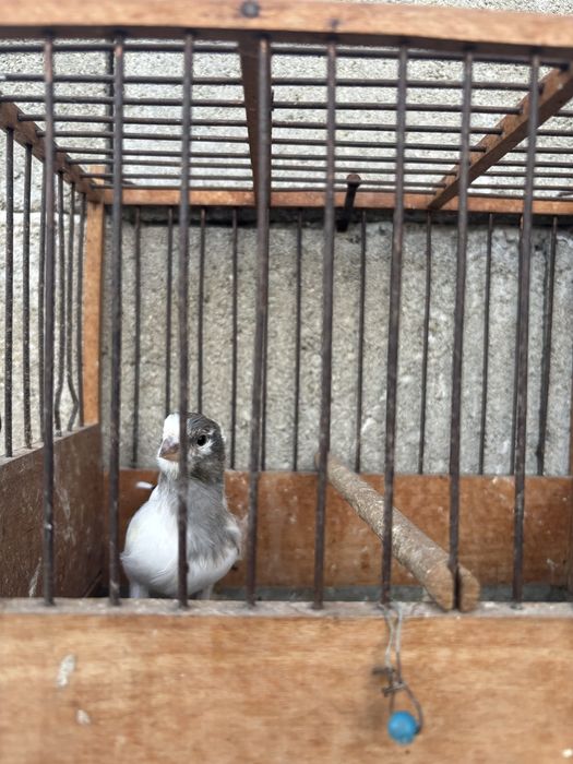 Продавам млади канари - канарчета