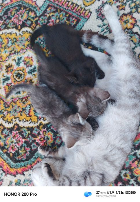 Отдам даром котята