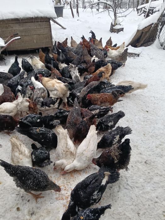 Găini , rațe și curci de vânzare