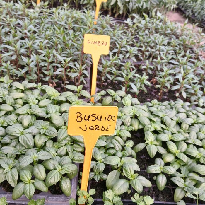 Răsaduri legume foarte frumoase