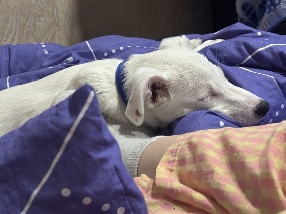 Отдам песеля в добрые руки