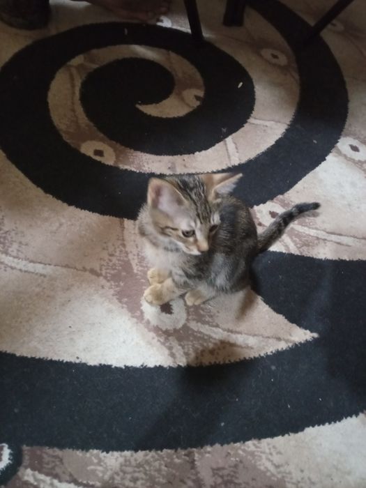 мушуклар сотилади