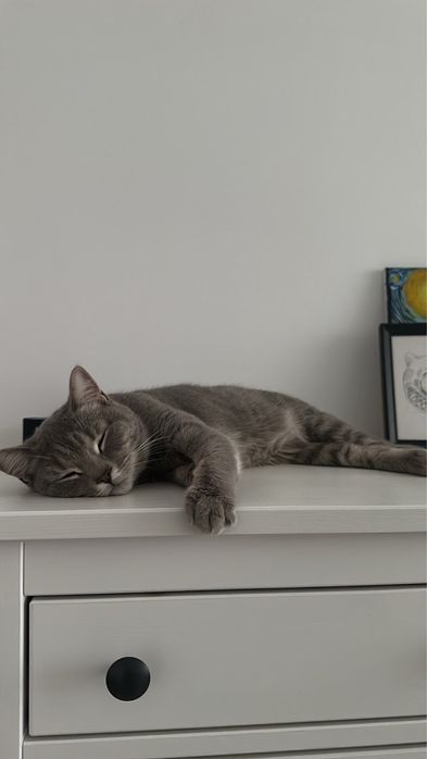 Кошечка ищет новый дом