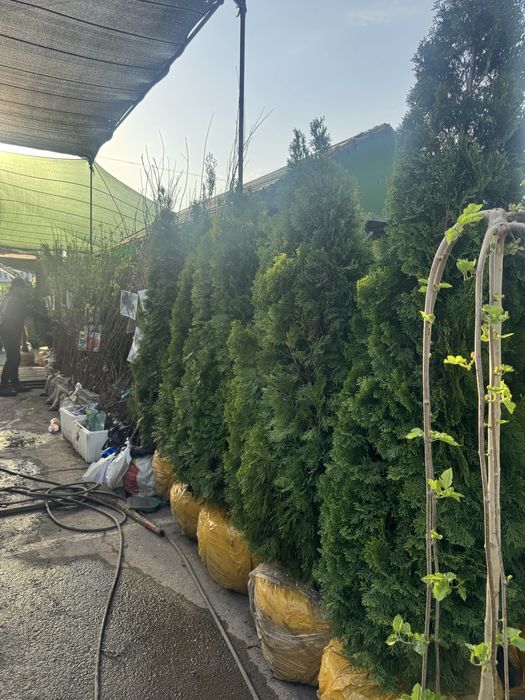 Голубые Ели, Туи Смарагд