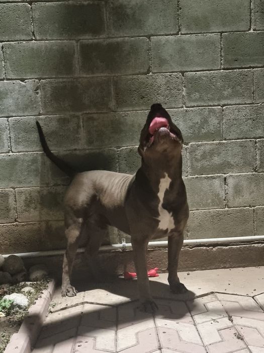 Вязка. Питбуль, внук Халка.