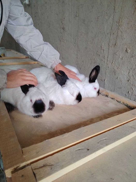 Kaliforniya quyonlari sotiladi