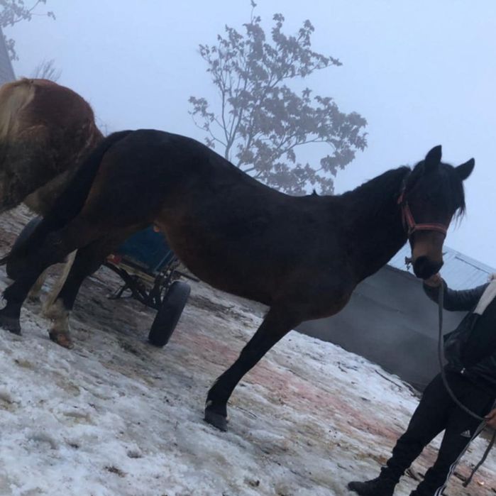 De vanzare iapa de 7 ani