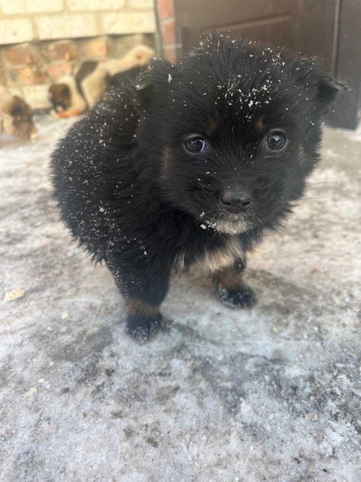 Отдам щенков 2 месяца