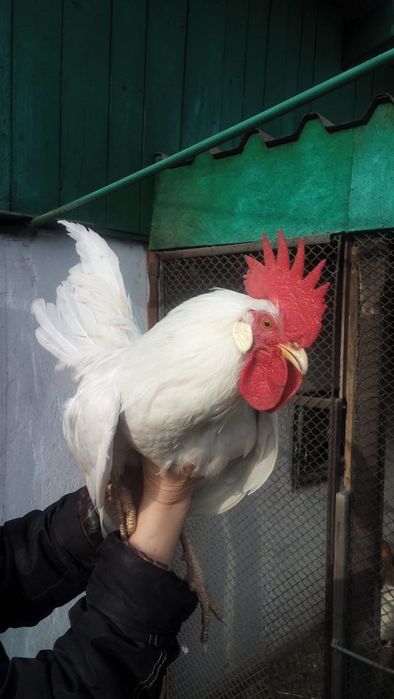 Продам молодых петухов